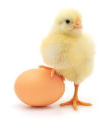 दुनिया अंडा दिवस 10 अक्टूबर