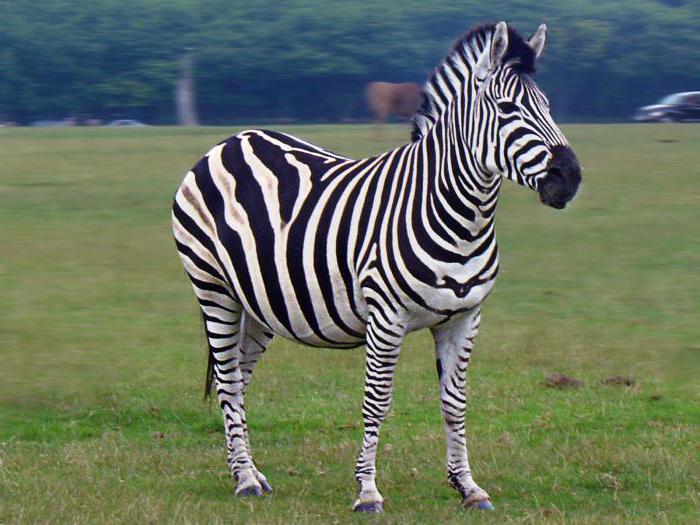 zebra gåder