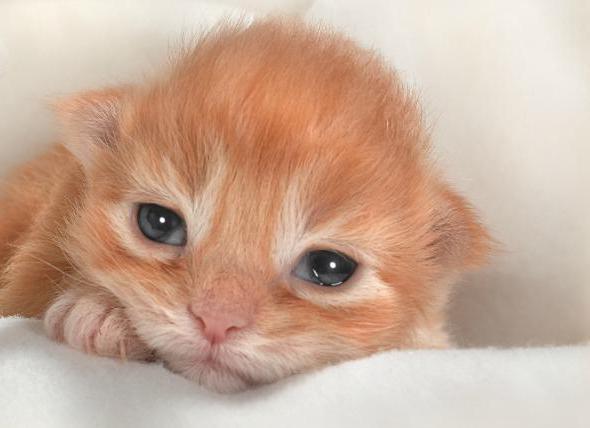 האם חתלתול יכול לשטוף עיניים עם כלורהקסידין?