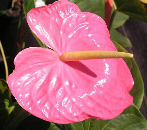 Anthurium Andre