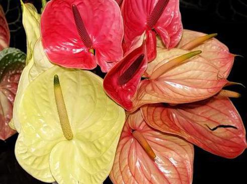 anthurium andre mix