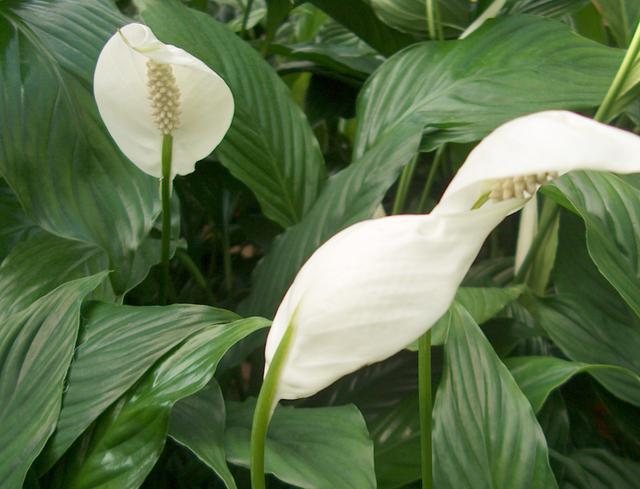 prečo spathiphyllum nekvitne, uvoľňujú sa iba listy