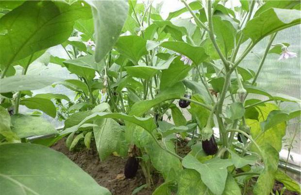 Eggplant Japanese dwarf fruitful period