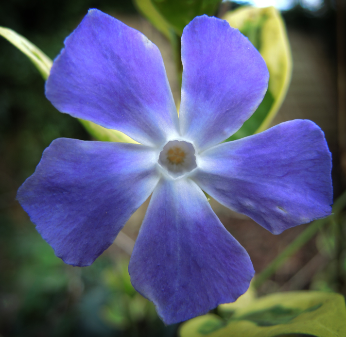 Periwinkle