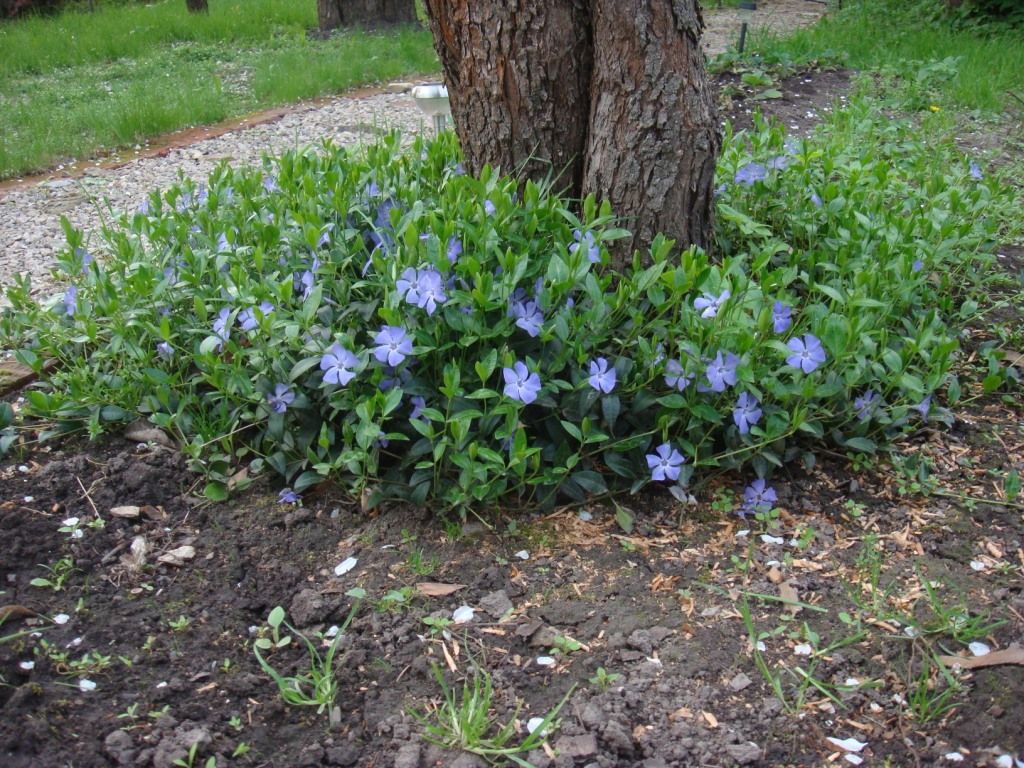 Stādīšanas periwinkle mazs