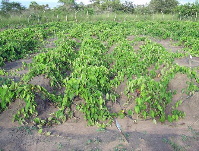 cultivation of sweet potato in the middle lane