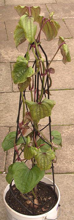 as sweet potato is grown in the middle lane 