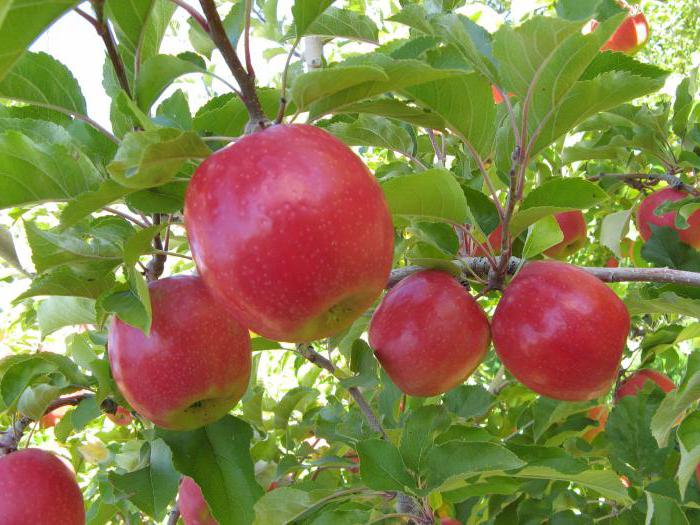 Berkutovsky appelboom 