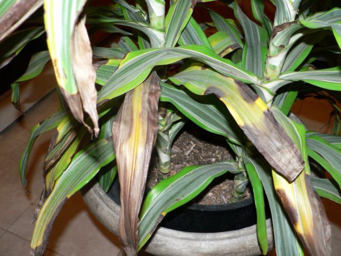 Dracaena slimības foto