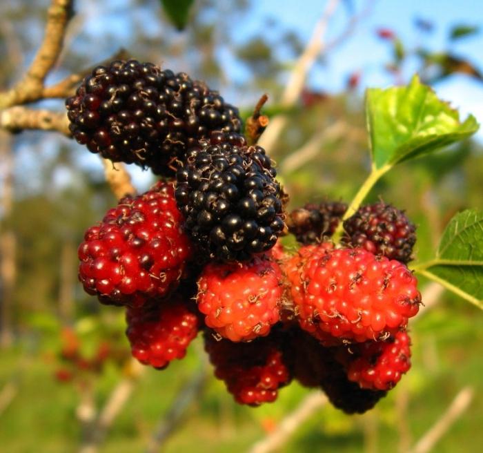 Mulberry vaisiai
