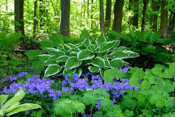 phlox nuotraukos