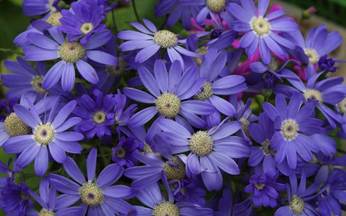 cineraria dai semi