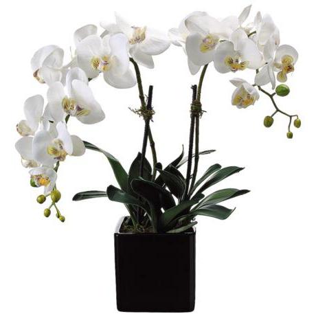 орхидеи бяло