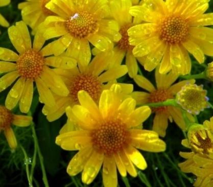 Flores amarelas como camomila
