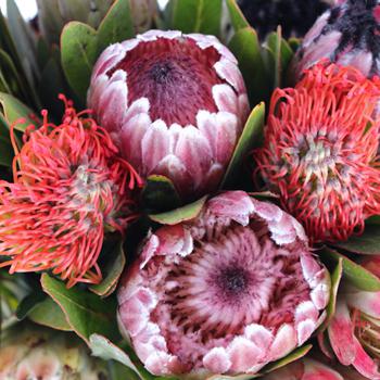 preço da flor protea