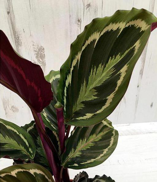 calathea madalyon çiçeği