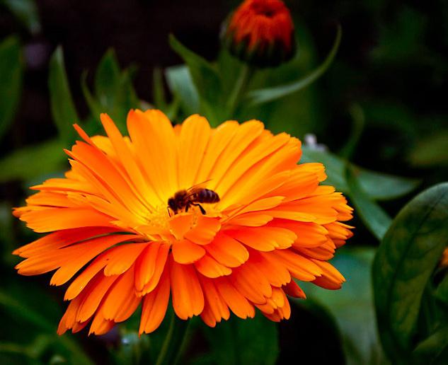 marigold flowers