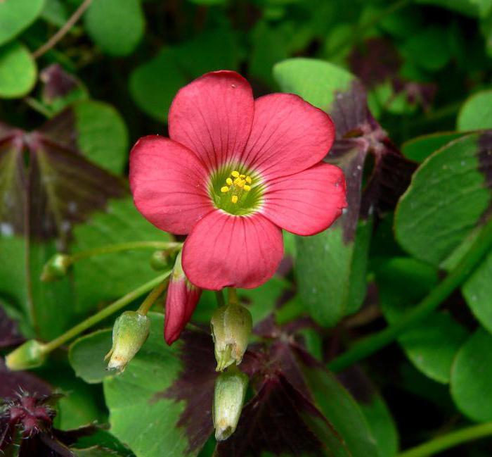 oxalis de flori