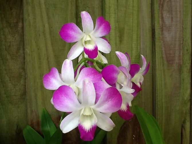 Dendrobium Orchidee