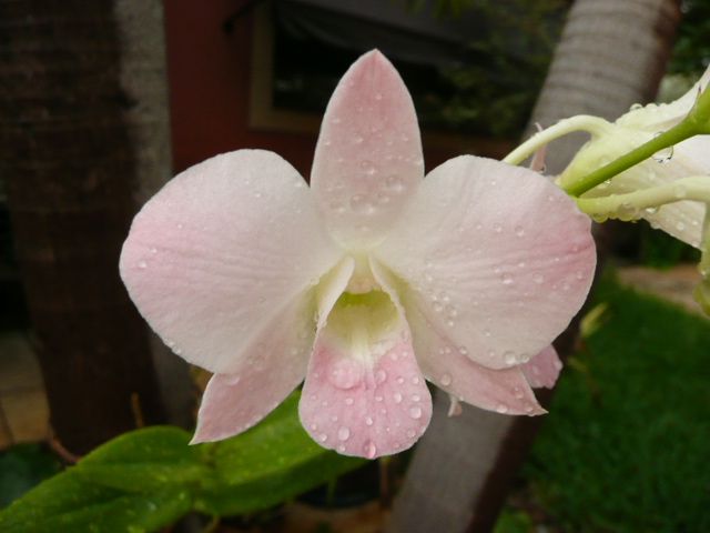 flor de dendrobum