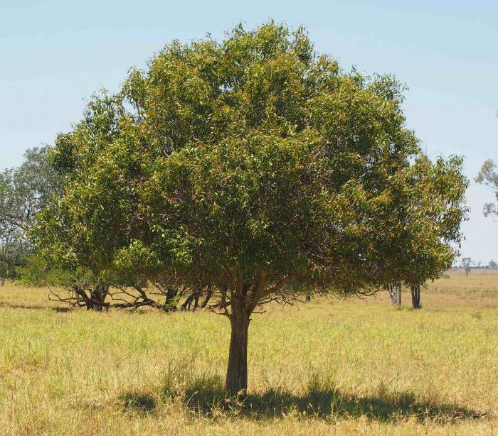 arbre jida comment grandir
