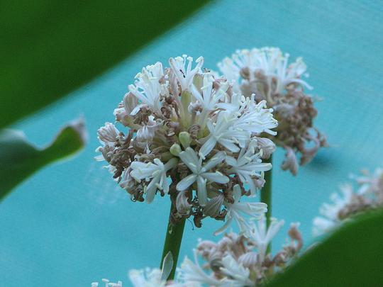 Pointes de feuilles sèches de Dracaena