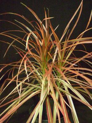 dracaena fonce les pointes des feuilles