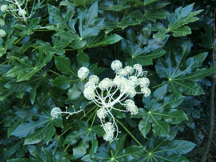 Fatsia 홈 케어 개화