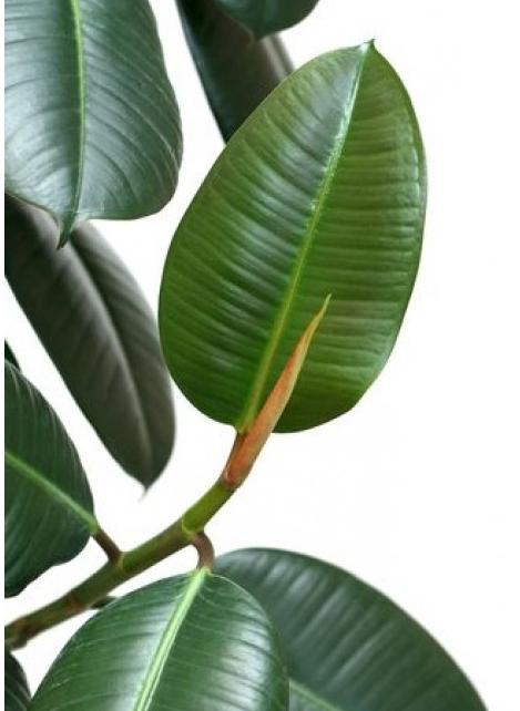 ficus robusta φωτογραφία