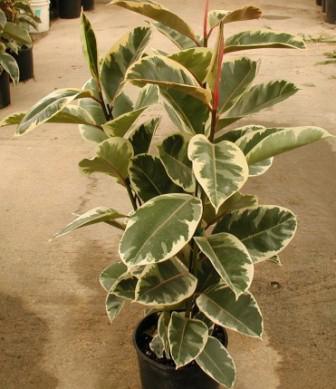 ficus elastica tineke