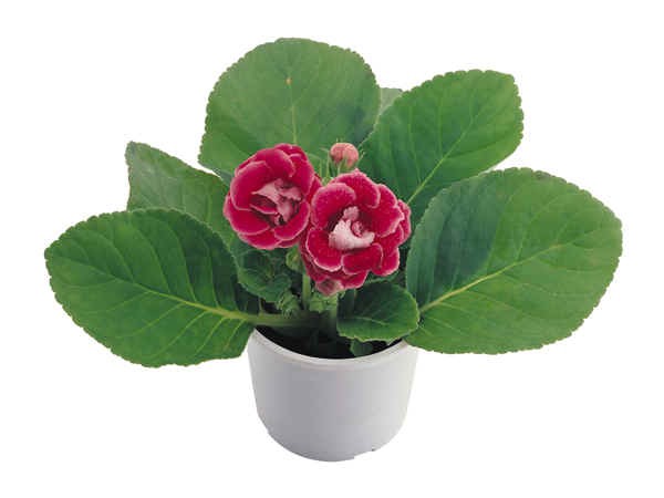 gloxinia จางหายไปว่าจะทำอย่างไร