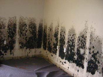 Gljive na zidovima