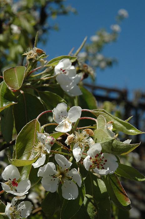 Pear favorite description