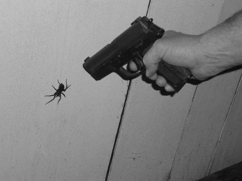 cum să scapi de păianjeni