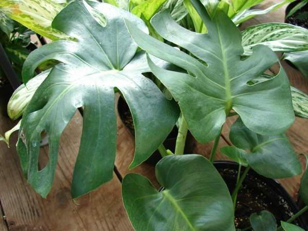 Hur man transplanterar monstera