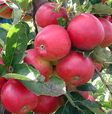 hvordan beskjære gamle epletrær