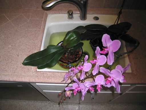 To water the orchid