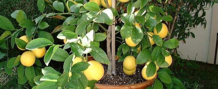 frutti di limone fatti in casa luminosi