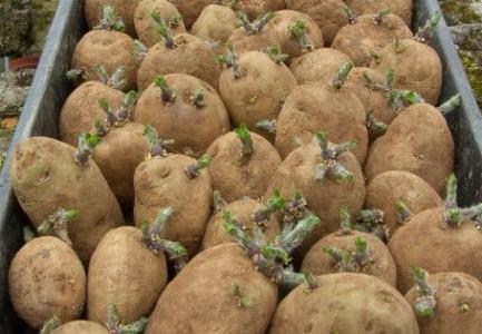 как да покълнат картофи по-бързо