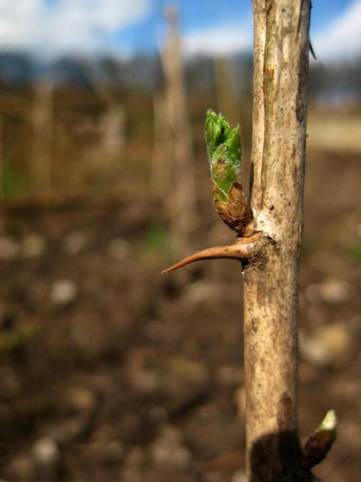 как да размножавате резници от цариградско грозде през есента