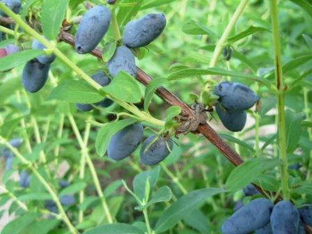 種子による植物繁殖