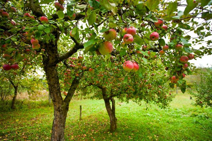 garden trees