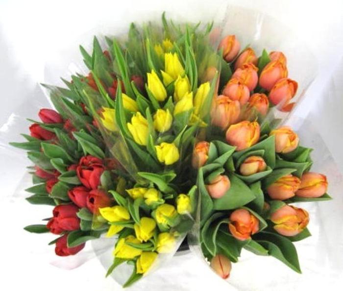 tulips how to care for cut