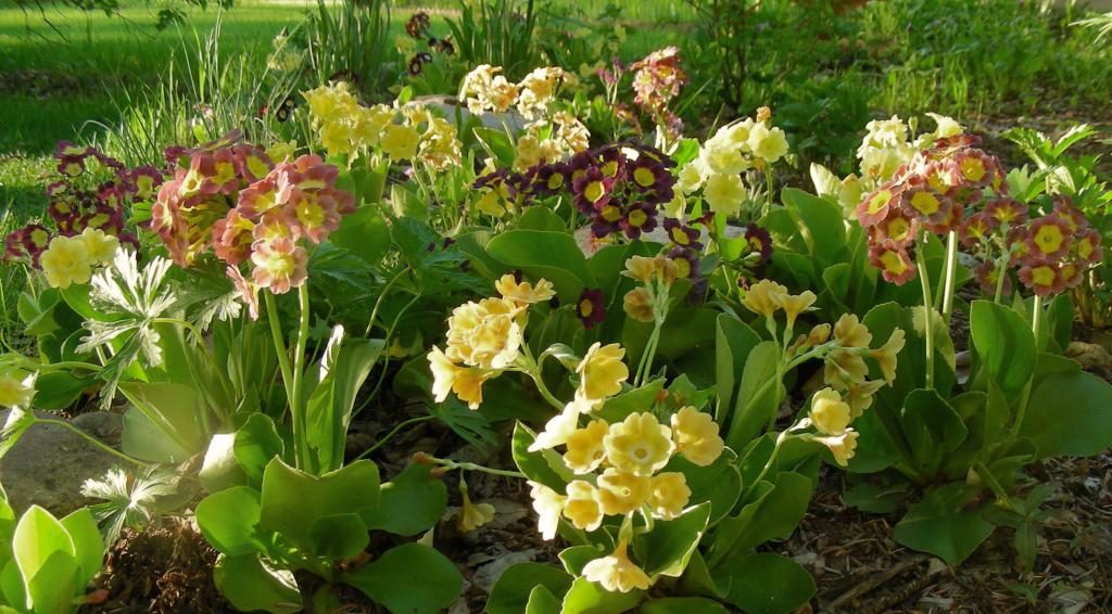 Φωτεινά primroses