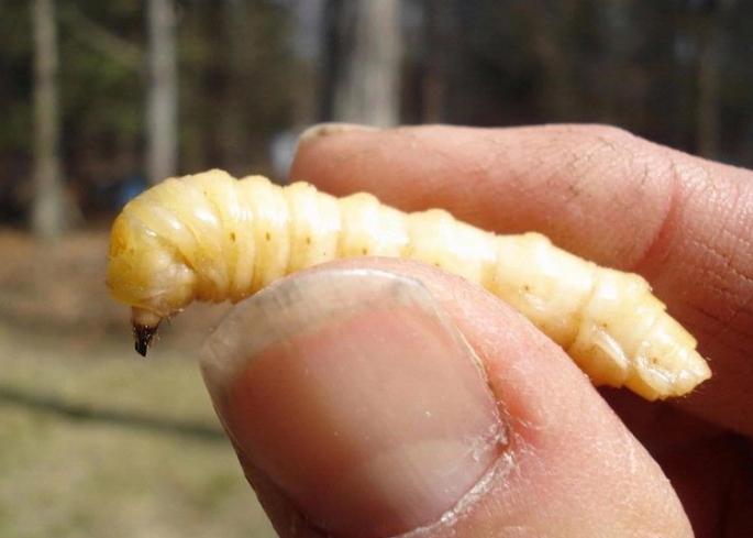 larva de escarabajo barbel