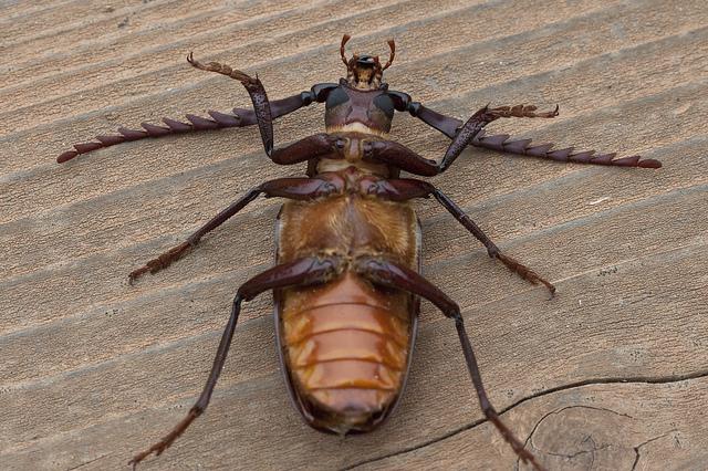 escarabajo barbel peligro para la casa