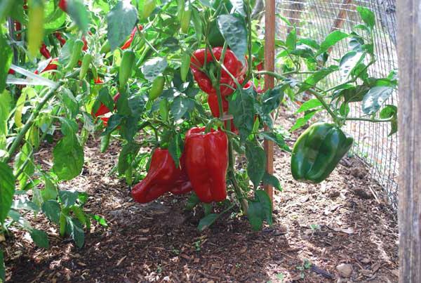 paprika fajta kaliforniai csoda