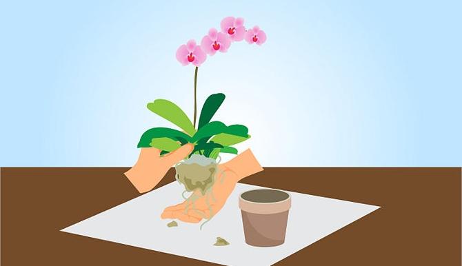 transplantarea și înmulțirea orhideelor