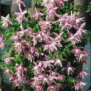 clematis mountain pink planting and care 