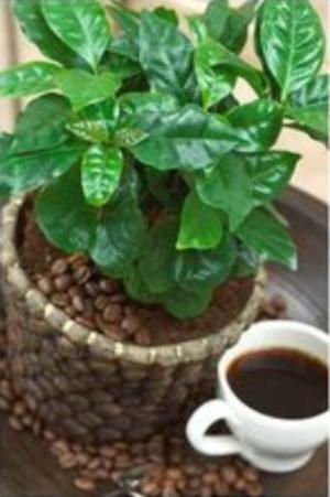 coffee arabica houseplant